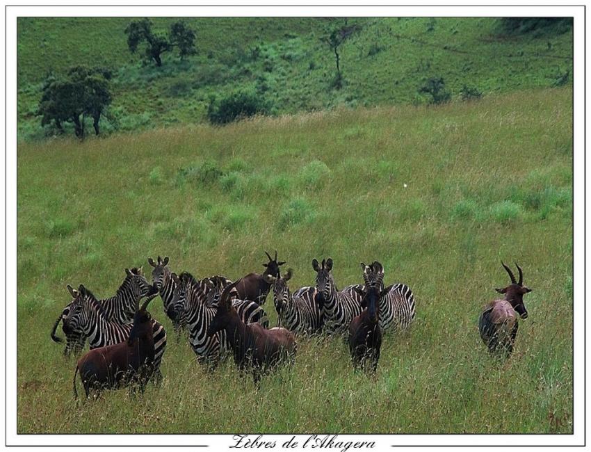 Zèbres de La Kagera
