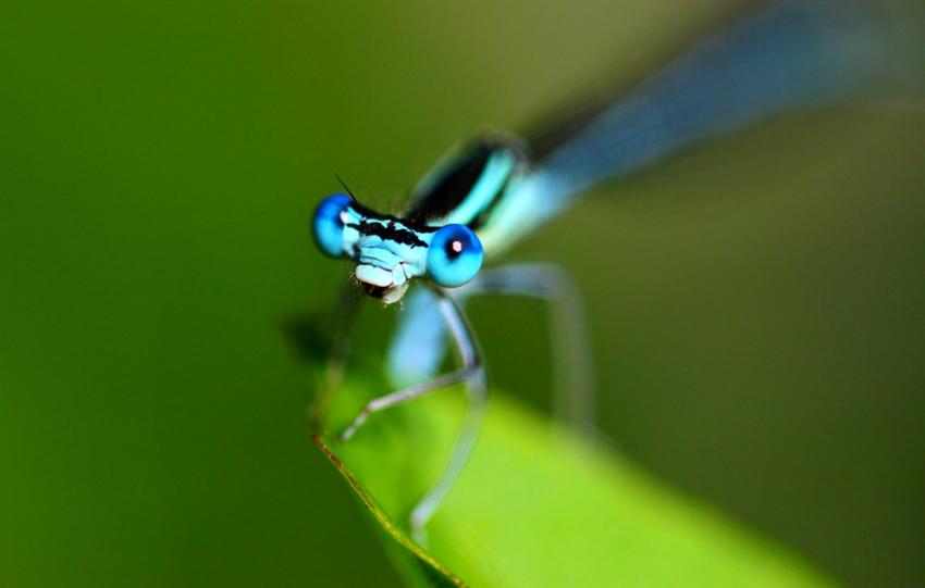 Après le repas, la sieste...