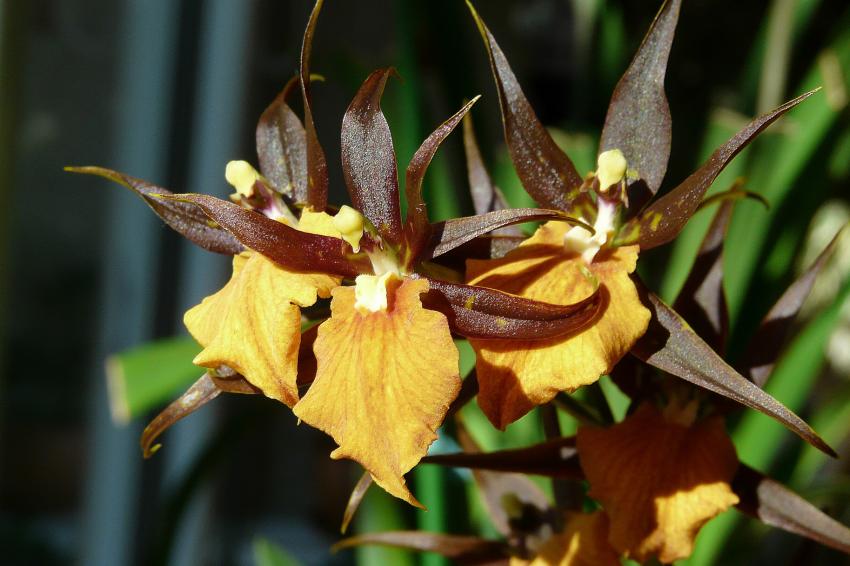 Une belle orchidée..