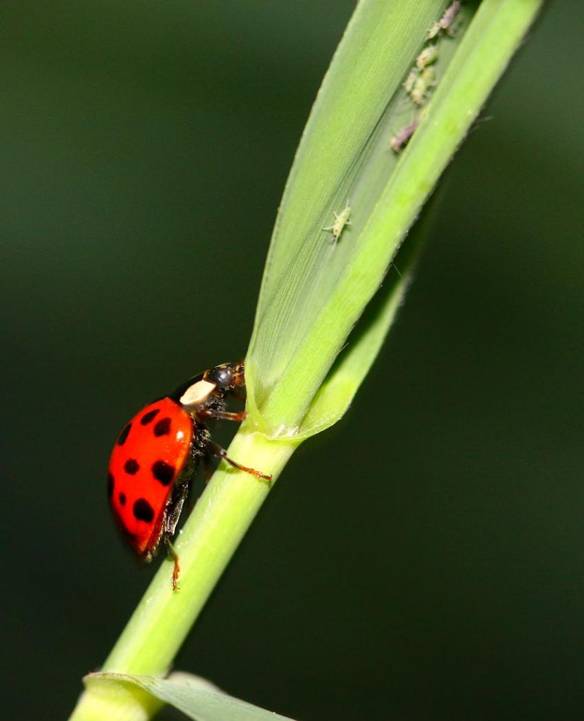 Allons voir ce qu'il y a dans le garde-manger