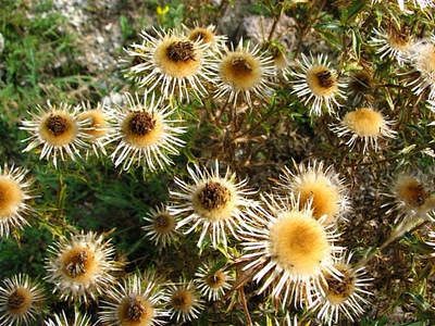 Œuvre de louloup: petites carlines