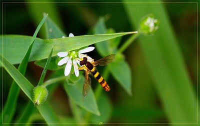 Résultat de recherche: Je butine...