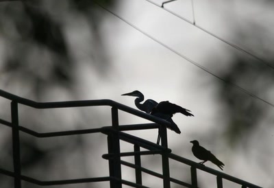 Le héron et les corneilles attendent le passage du