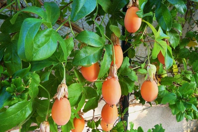 Résultat de recherche: Les fruits de la passion..