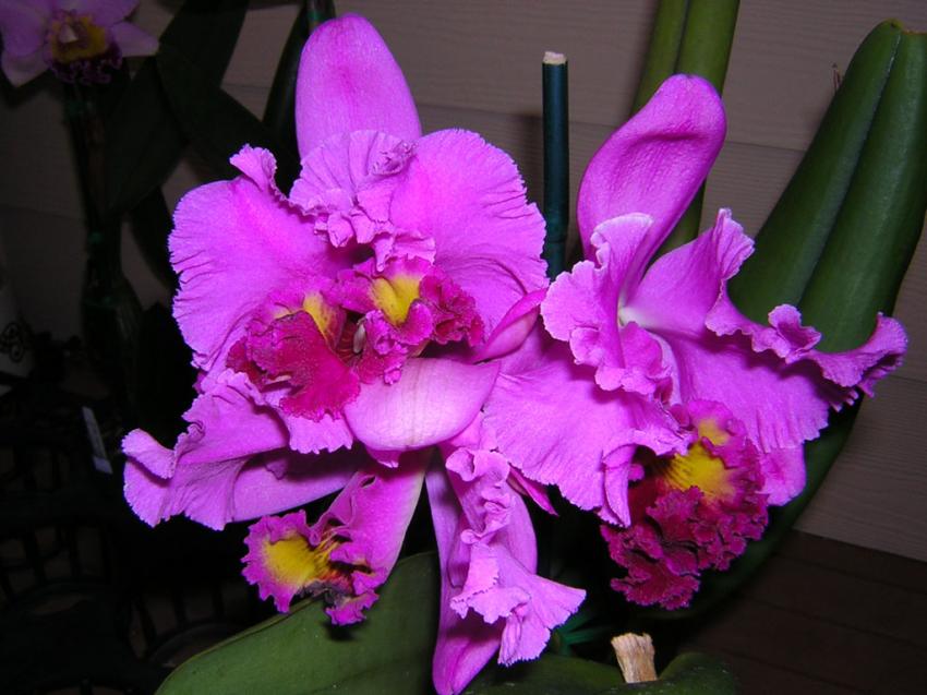 orchidée