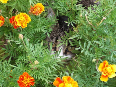 Résultat de recherche: Coucou ! Où suis-je ?