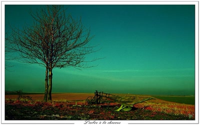 Résultat de recherche: L'arbre à la charrue