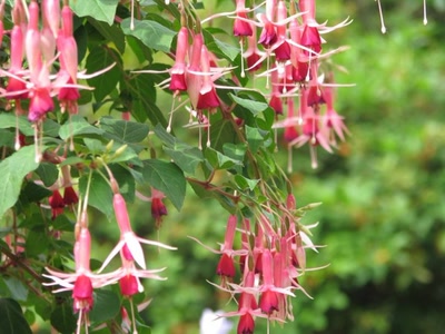 Œuvre de Alle: Fuschias