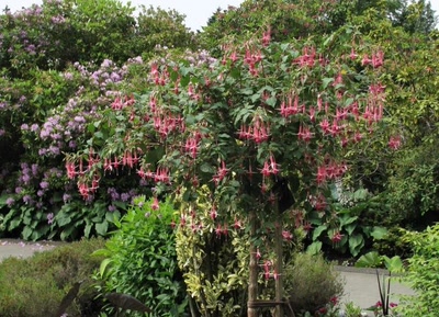 Œuvre de Alle: Fuschias
