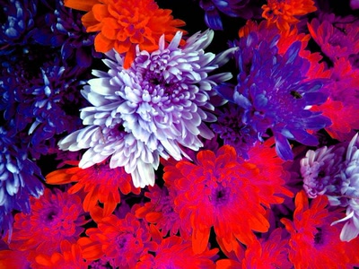 Résultat de recherche: PopFlowers