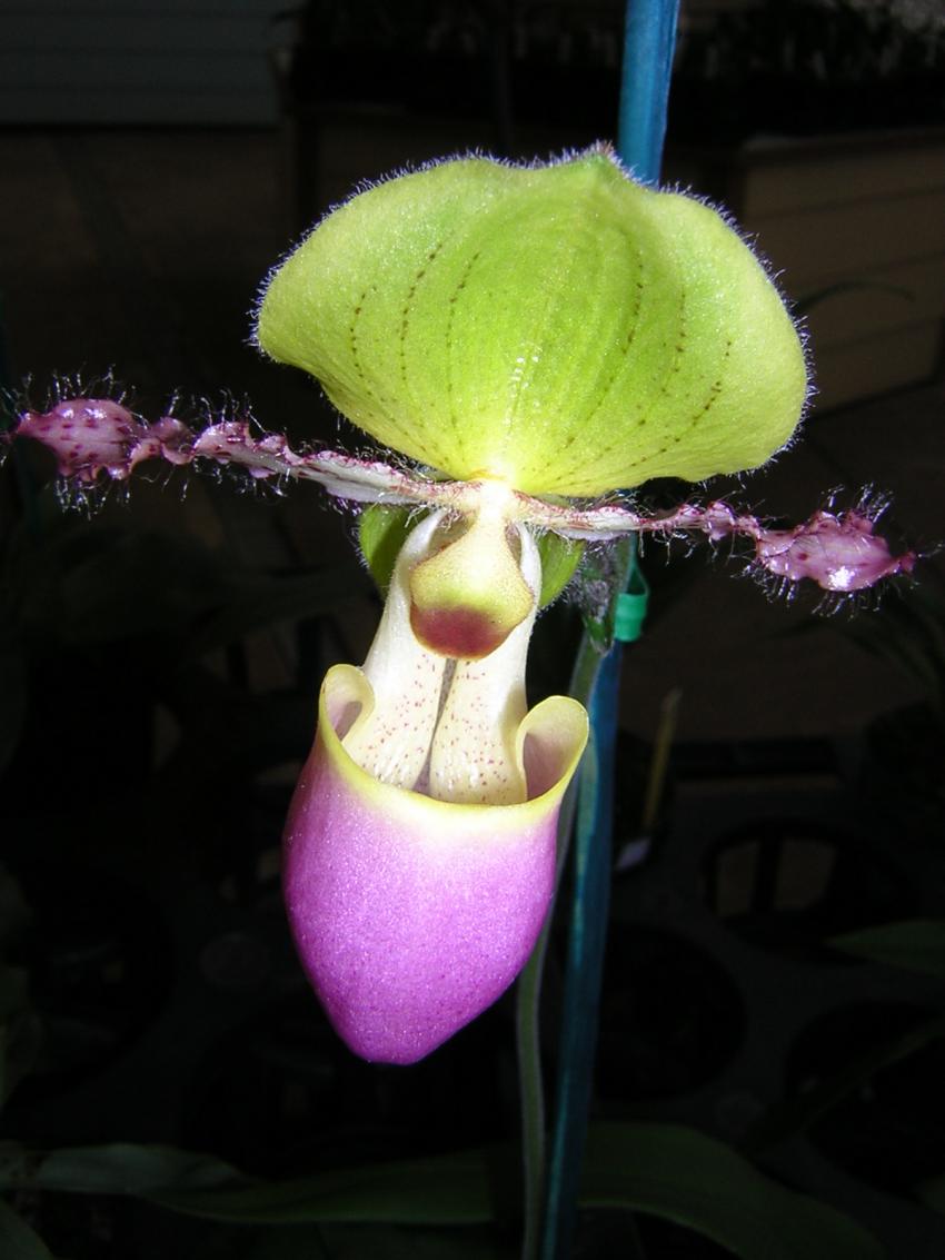 orchidée paphiopedilium