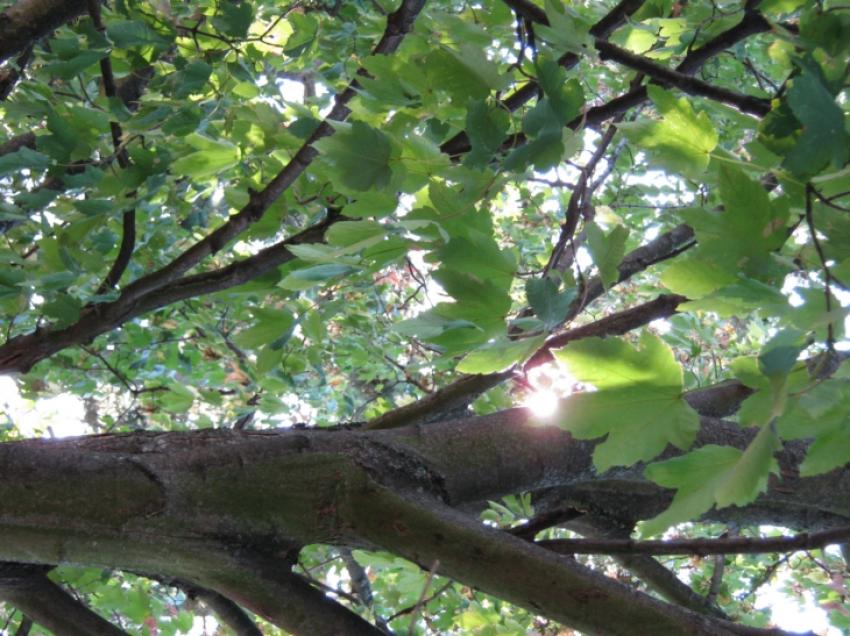 soleil derrière tronc