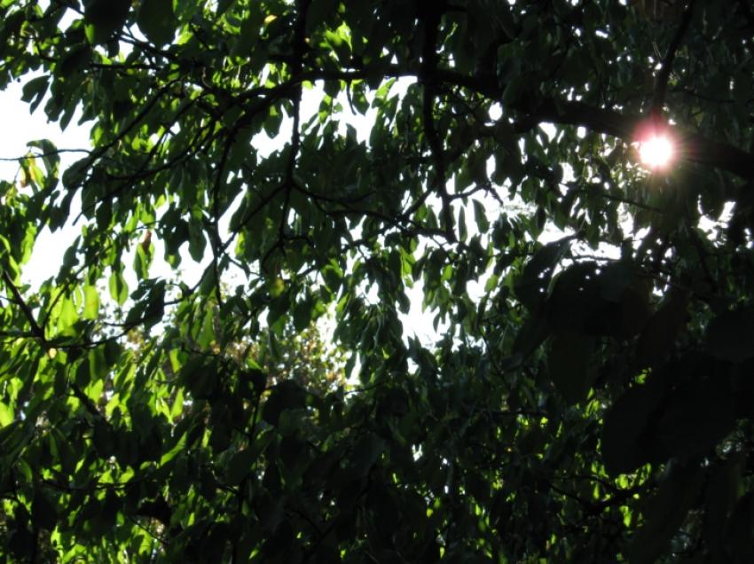 beaucoup de verdure concentrée