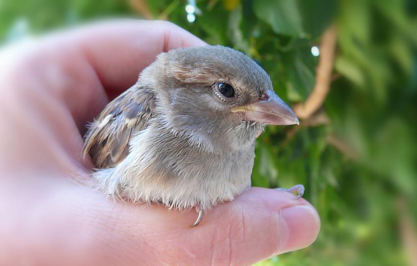 Sauvé par une chatte !