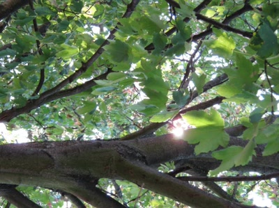 Résultat de recherche: soleil derrière tronc