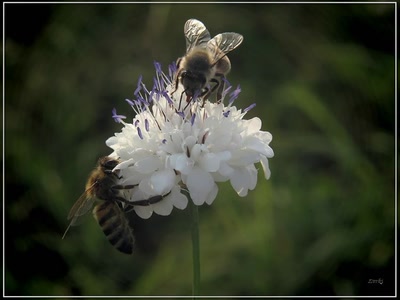 Résultat de recherche: Abeilles 24809