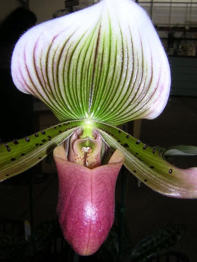 Œuvre de toe: une autre paphiopedilum