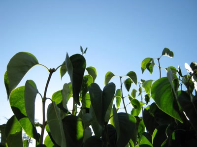 Résultat de recherche: feuilles dans les airs