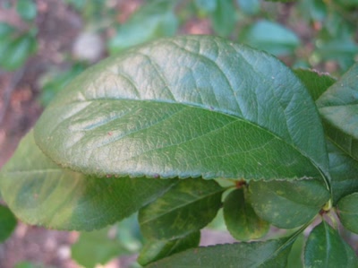 Résultat de recherche: grosses feuilles