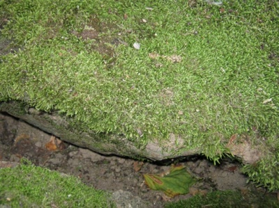 Résultat de recherche: mousse