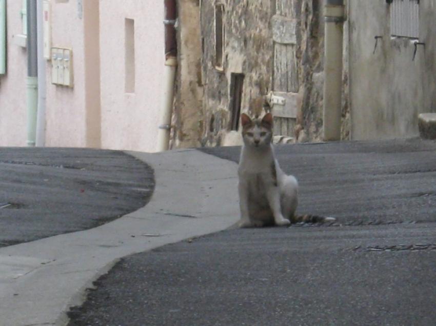 ne pas oser venir trop près de lui