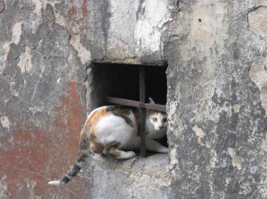 un chat à sa fenêtre