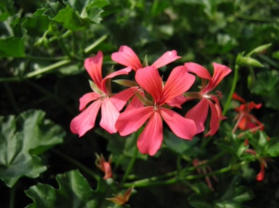 Résultat de recherche: fleurs roses aux pétales distincts