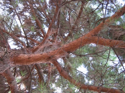 Résultat de recherche: une branche d'arbre