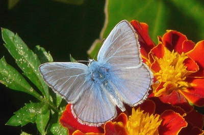 Résultat de recherche: Un bel Azuré...