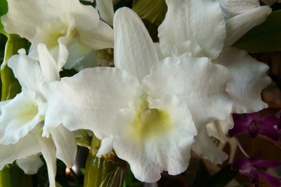 Résultat de recherche: Une orchidée blanche