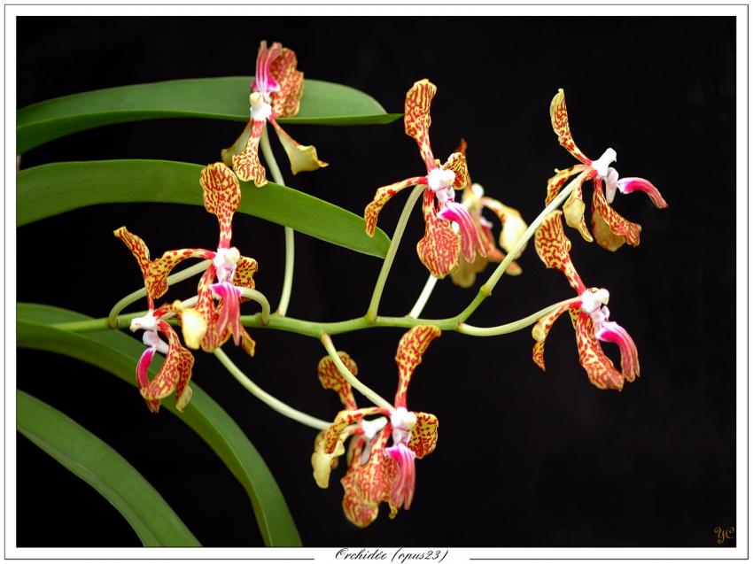 Orchidée (opus24)