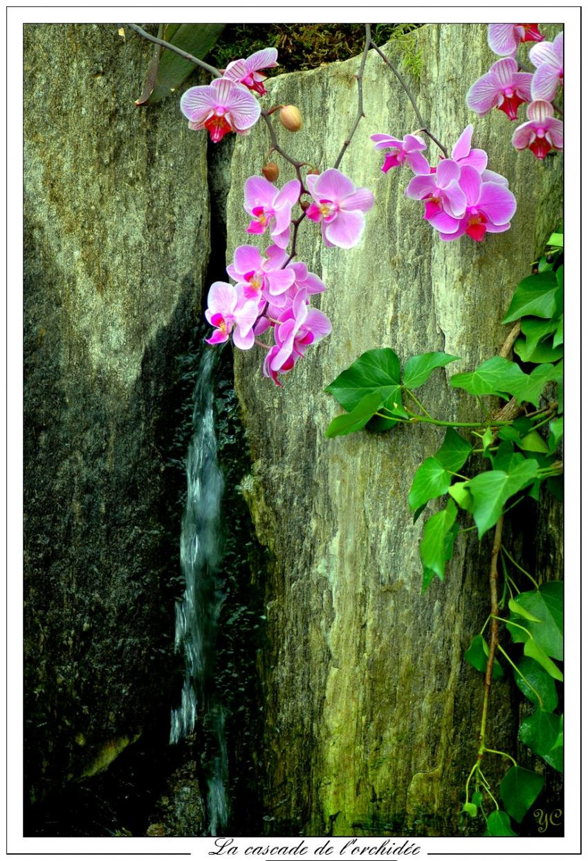 La cascade de l'orchidée