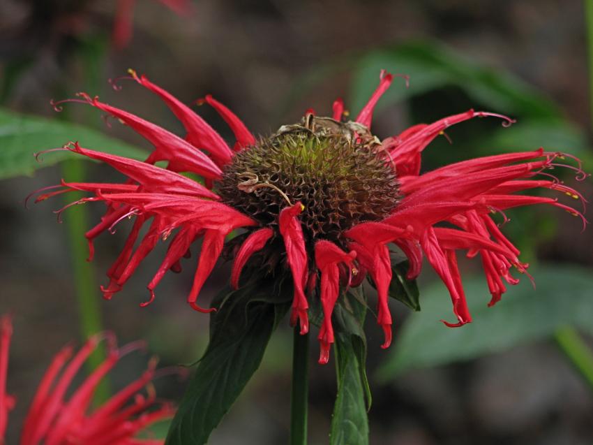 Belle rouge