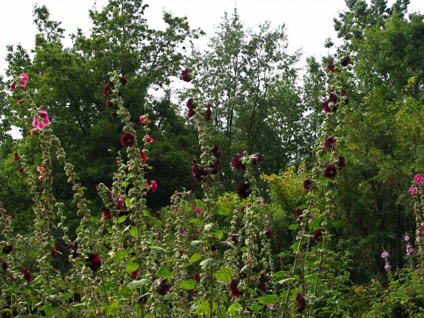 Roses trémières géantes