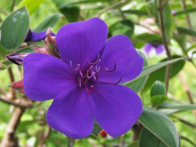 Œuvre de Alle: Une jolie mauve