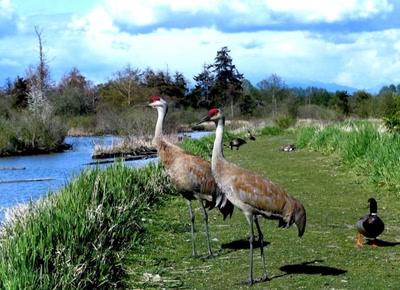 Œuvre de Alle: Grues canadiennes
