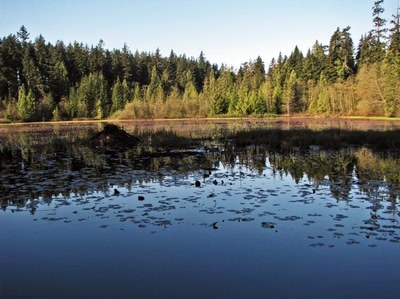 Résultat de recherche: Beaver Lake Vancouver