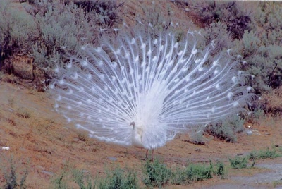 Œuvre de Alle: Paon blanc