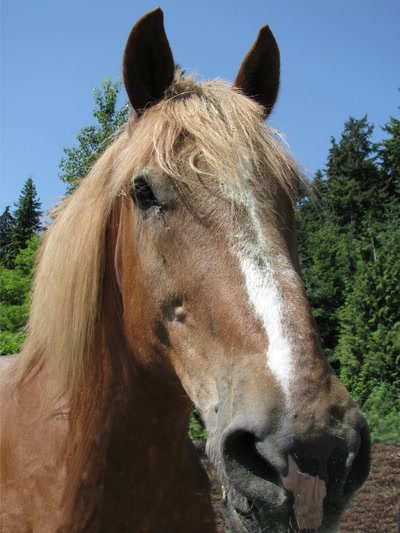 Œuvre de Alle: Cheveaux curieux