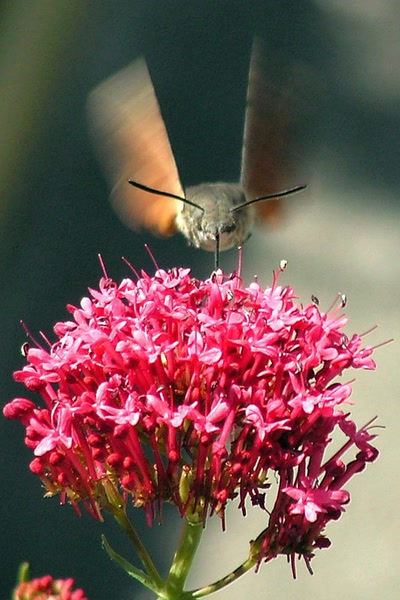 Résultat de recherche: Ravitaillement en vol