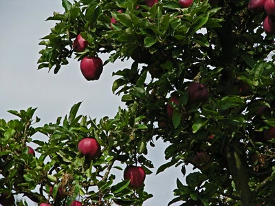 Résultat de recherche: Pommier