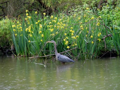 Œuvre de Alle: Héron