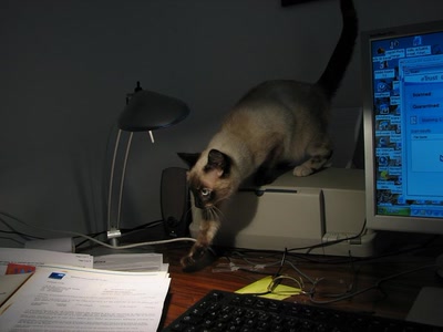 Résultat de recherche: Elle est ou cette souris ??