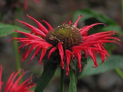 Œuvre de Alle: Belle rouge