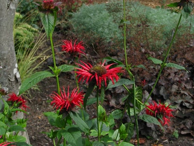 Résultat de recherche: Fleurs inconnues