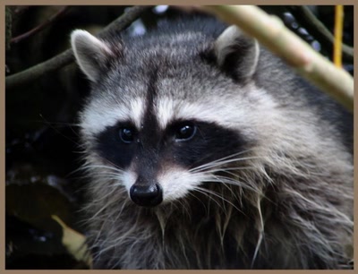 Œuvre de Alle: Raton laveur