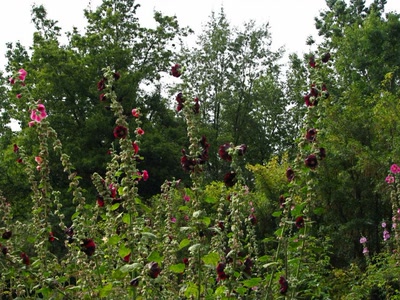 Résultat de recherche: Roses trémières géantes