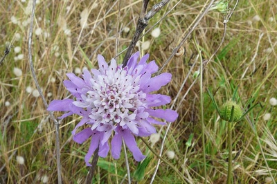 Résultat de recherche: Knautie des champs ou des bois ?