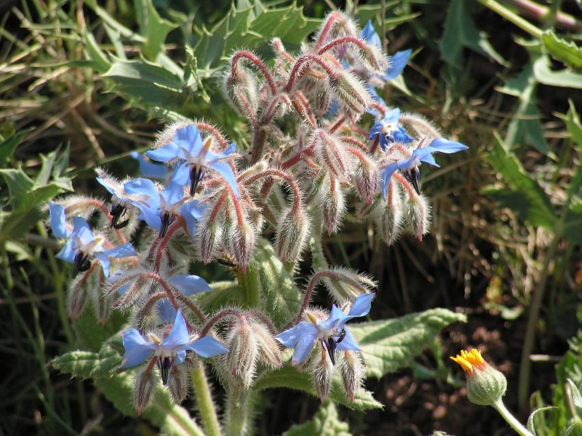 Bourrache officinale