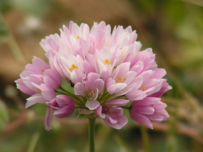 Œuvre de Ondine: Petite fleur de garrigue